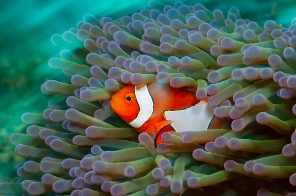 Западная Рыба Клоун Ocellaris Clownfish False Percula Clownfish Скрывается Внутри — стоковое фото