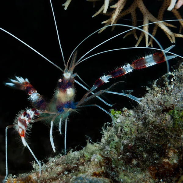 Bantlı boksör karidesi (Stenopus hispidus (lat). Panglao, Filipinler 'deki sığınağının önünde müşterilerin temizlenmesini bekliyor.