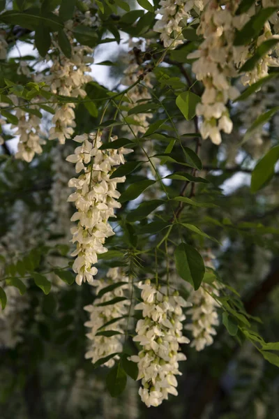 A close up shot of an acacia tree blossom, Moscow, Russia