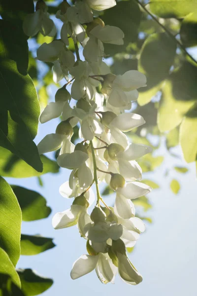 A close up shot of an acacia tree blossom, Moscow, Russia