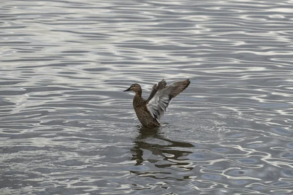 Duck Shaking Its Wings Moscow Russia — Stock Photo, Image