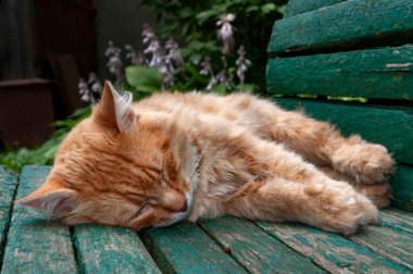 Bir kedi yavrusu tatlı tatlı uyuyor eski ahşap bankta, Melikhovo, Moskova bölgesi, Rusya