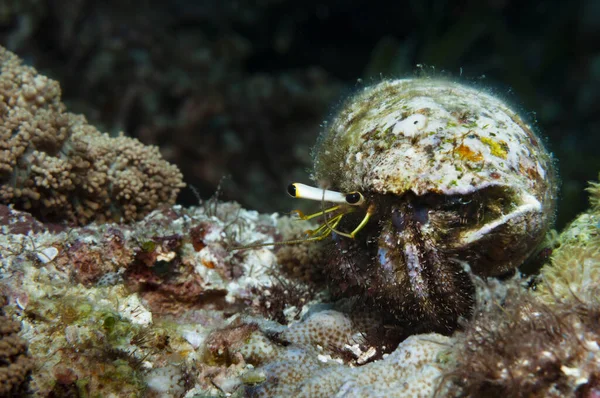 Revet Eremit Krabba Med Sjabbig Skal Ryggen Kryper Korall Panglao — Stockfoto