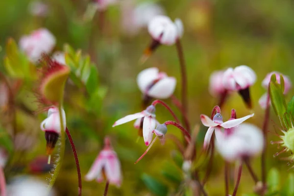 Groupe Canneberges Fleurs Dans Leur Environnement Naturel Région Tver Russie — Photo