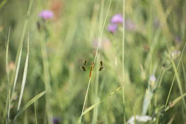 Rusya 'nın Kaluga bölgesinde bir ejderha sineği bir çimenin üzerinde oturuyor.