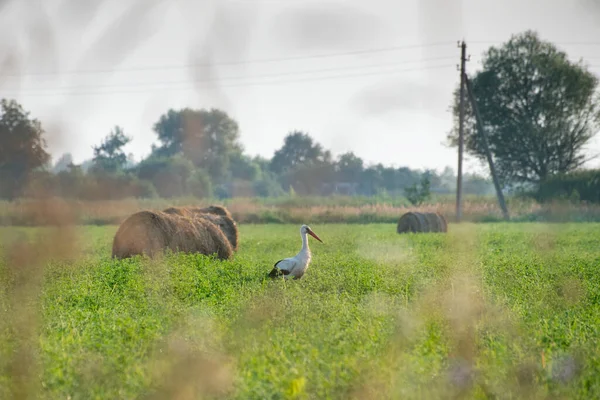 Una Cigüeña Está Caminando Por Campo Heno Región Kaluga Rusia —  Fotos de Stock