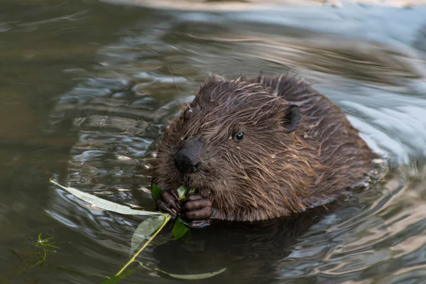 Seekor Berang Berang Memakan Ranting Willow Moskow Rusia — Stok Foto