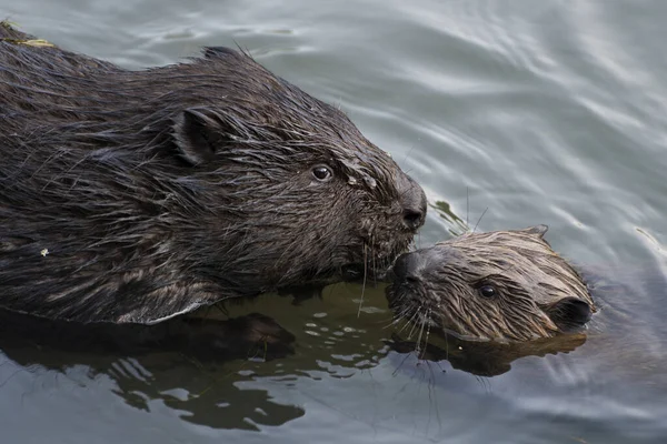 Young Beaver Cuddling Parent Moscow Russia — Stock Photo, Image