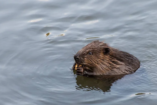 Beaver Eating Cracker Ring Moscow Russia — Stock Photo, Image