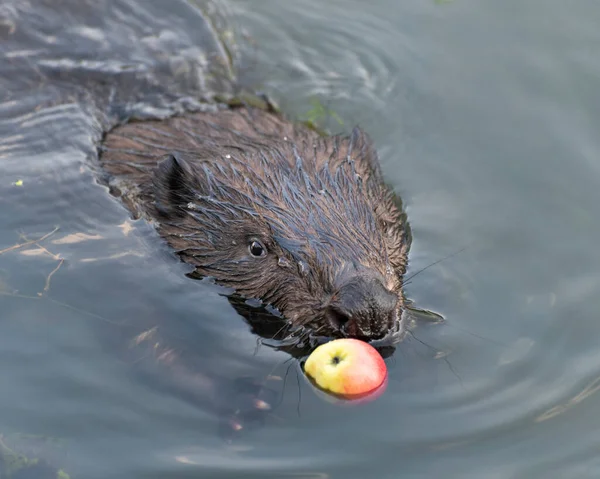 Beaver Catching Apple Moscow Russia — Stock Photo, Image