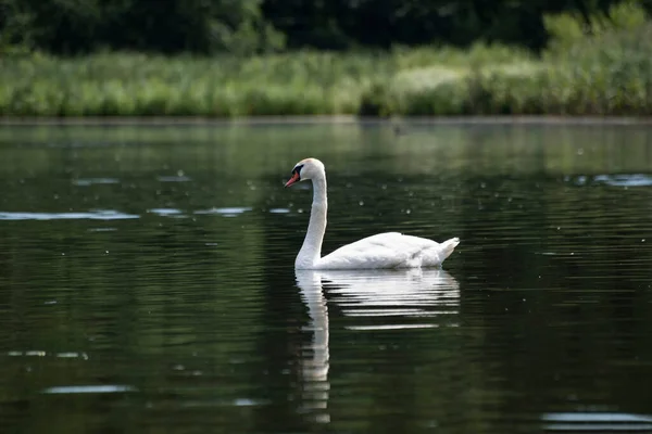 Swan Floating Lake Gorodischensky Lake Pskov Region Russia — Stock Photo, Image