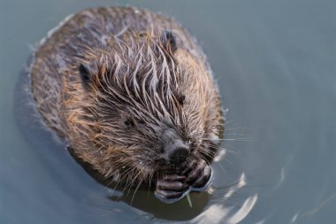 Genç bir kunduz söğüt dalı yiyor, Moskova, Rusya