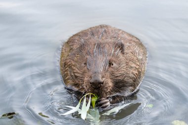 Yetişkin bir kunduz söğüt dalı yiyor, Moskova, Rusya