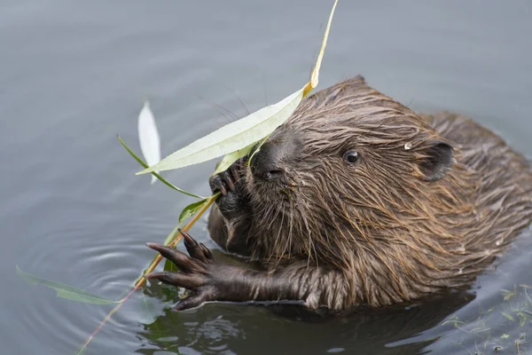 Young Beaver Going Eat Willow Twig Moscow Russia — Stock Photo, Image