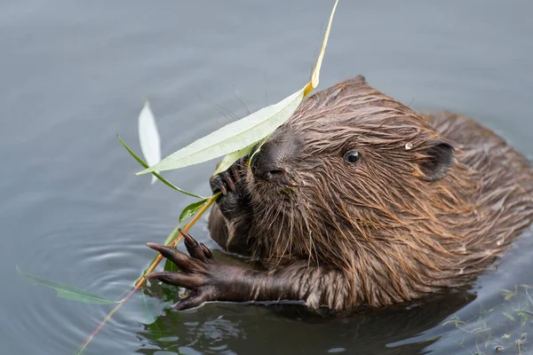 Genç bir kunduz bir söğüt dalı yiyecek, Moskova, Rusya
