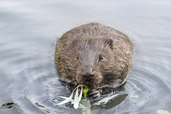 Adult Beaver Eating Willow Twig Moscow Russia — Stock Photo, Image