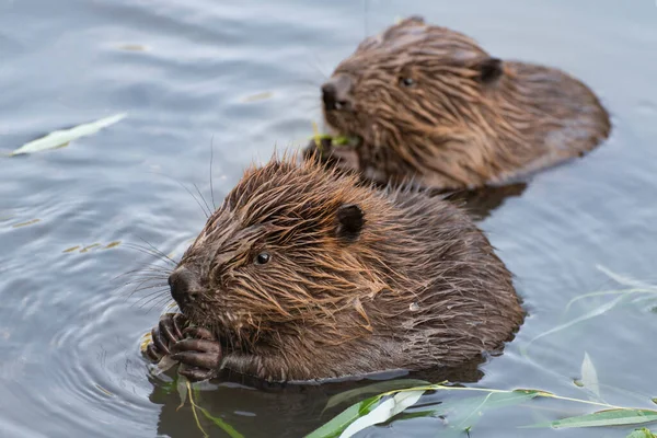 Young Beavers Eating Willow Twig Moscow Russia — Stock Photo, Image