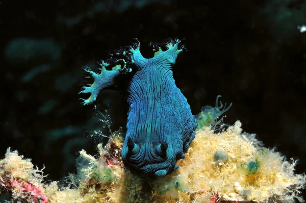 블루 nudibranch — 스톡 사진