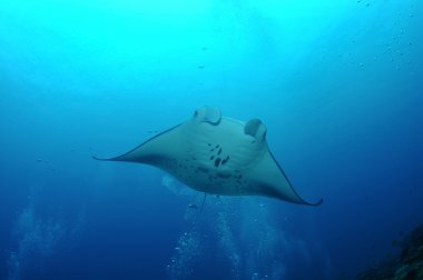 kayan manta
