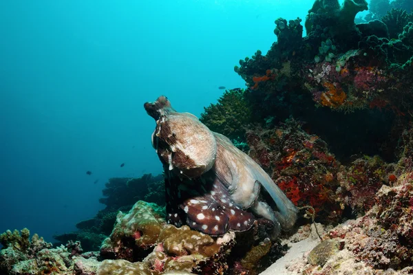Camaleón de mar — Foto de Stock