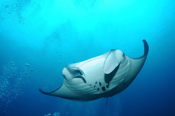 Kayan manta ray — Stok fotoğraf