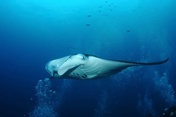 Manta kabarcıkları — Stok fotoğraf