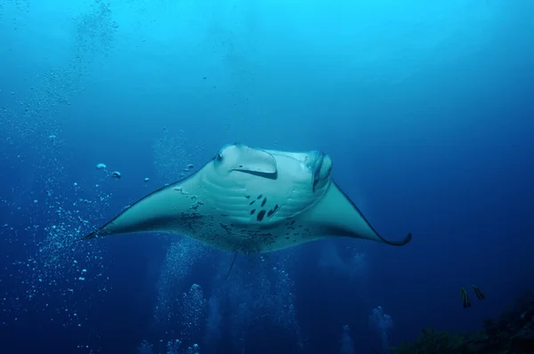 Manta ray kabarcıkları
