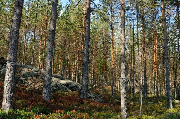 Sonbahar boreal orman