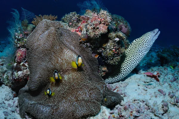 Moray ve kurbağa balık