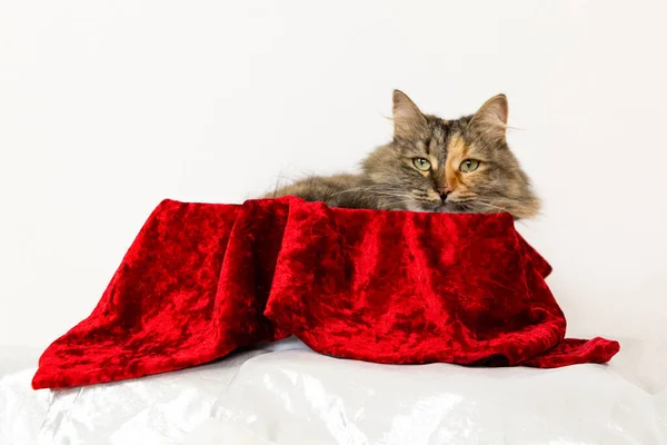 Kırmızı Hediye Kutusundaki Tüylü Kedi Dinleniyor — Stok fotoğraf