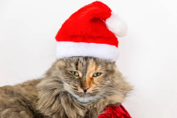 Porträt Einer Unglücklich Wütenden Katze Mit Weihnachtsmütze Weihnachtskatze Roter Neujahrsmütze — Stockfoto