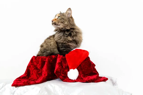 Katt Presentask Med Tomteluva Stor Gåva Till Jul — Stockfoto