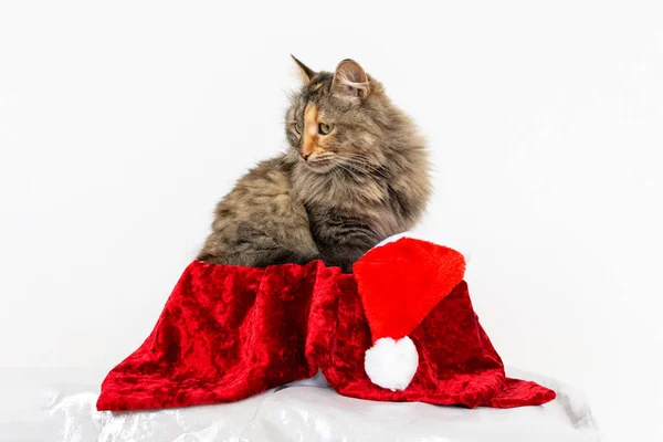 Kat Een Geschenkdoos Met Kerstmuts Geweldig Cadeau Voor Kerstmis — Stockfoto