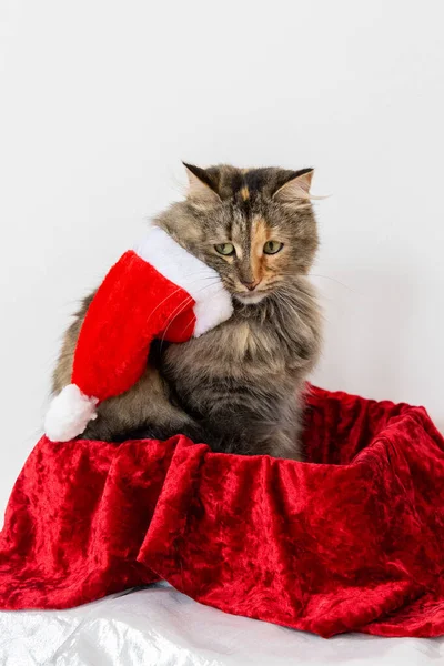 Triste Chateado Gato Uma Caixa Presente Com Chapéu Santa — Fotografia de Stock