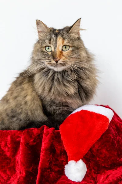 Katze Geschenkkarton Mit Weihnachtsmütze Großartig — Stockfoto