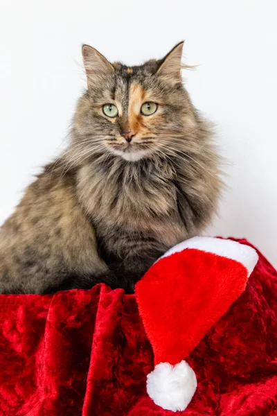 Gato Numa Caixa Presente Com Chapéu Pai Natal Óptimo — Fotografia de Stock