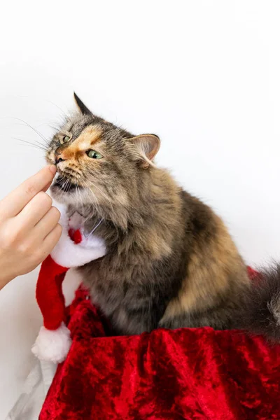 手からサンタの帽子で猫を食べるの肖像画 可愛いペットへの餌やり — ストック写真