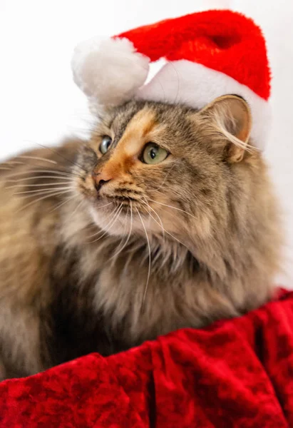 Noel Baba Şapkalı Tüylü Kedi Portresi Kırmızı Yeni Yıl Şapkalı — Stok fotoğraf