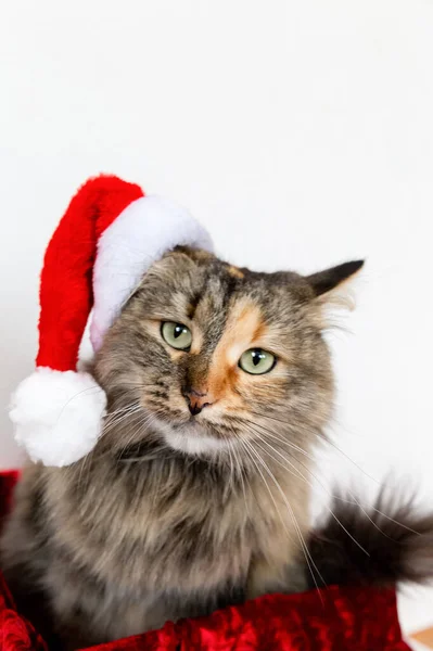 Porträt Einer Emotionalen Katze Mit Weihnachtsmütze Weihnachtskatze Roter Neujahrsmütze — Stockfoto