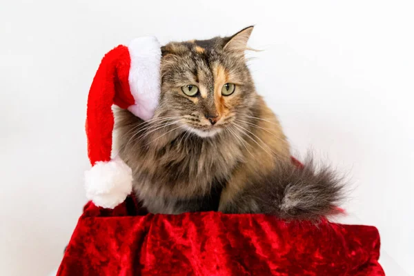 Traurige Und Verärgerte Katze Einer Geschenkbox Mit Weihnachtsmütze Wütende Katze — Stockfoto