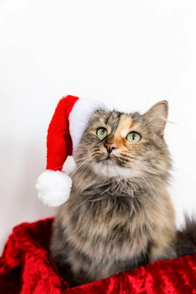 Portrét Nadýchané Kočky Santově Klobouku Vzhlížející Vánoční Kočka Červeném Novém — Stock fotografie