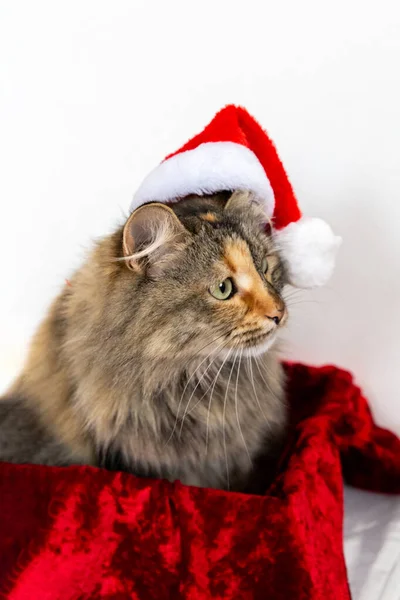 Porträt Einer Katze Mit Weihnachtsmütze Weihnachtskatze Roter Neujahrsmütze — Stockfoto
