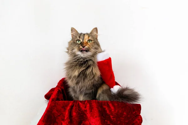 Boynunda Noel Baba Şapkası Olan Kırmızı Hediye Kutusundaki Kedi Yukarı — Stok fotoğraf