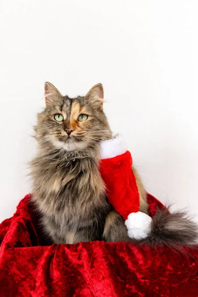 Katze Roter Geschenkschachtel Mit Weihnachtsmütze Auf Dem Hals Schaut Nach — Stockfoto