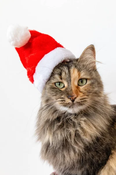 Porträt Einer Flauschigen Katze Mit Weihnachtsmütze Weihnachtskatze Roter Neujahrsmütze — Stockfoto