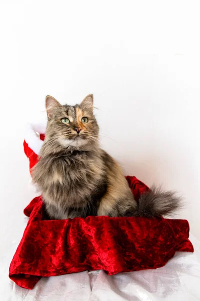 Katt Röd Presentask Med Santa Hatt Halsen Tittar Upp Och — Stockfoto