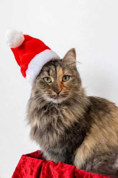 Porträt Einer Flauschigen Katze Mit Weihnachtsmütze Weihnachtskatze Roter Neujahrsmütze — Stockfoto