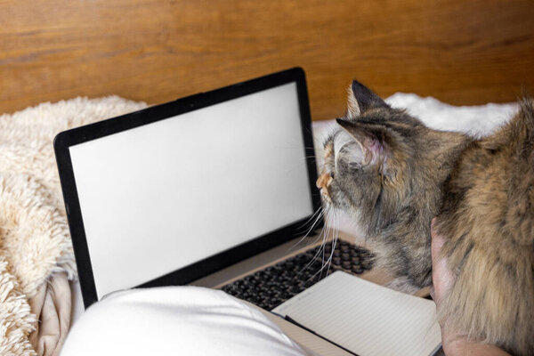 Fluffy cat looking on the screen of the laptop