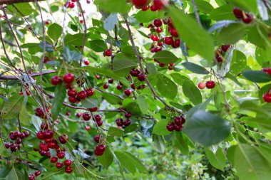 Bir dal kiraz ağacı ve bir sürü taze olgun böğürtlen.