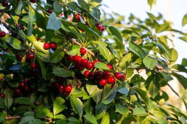 Bir dal kiraz ağacı ve bir sürü taze olgun böğürtlen.
